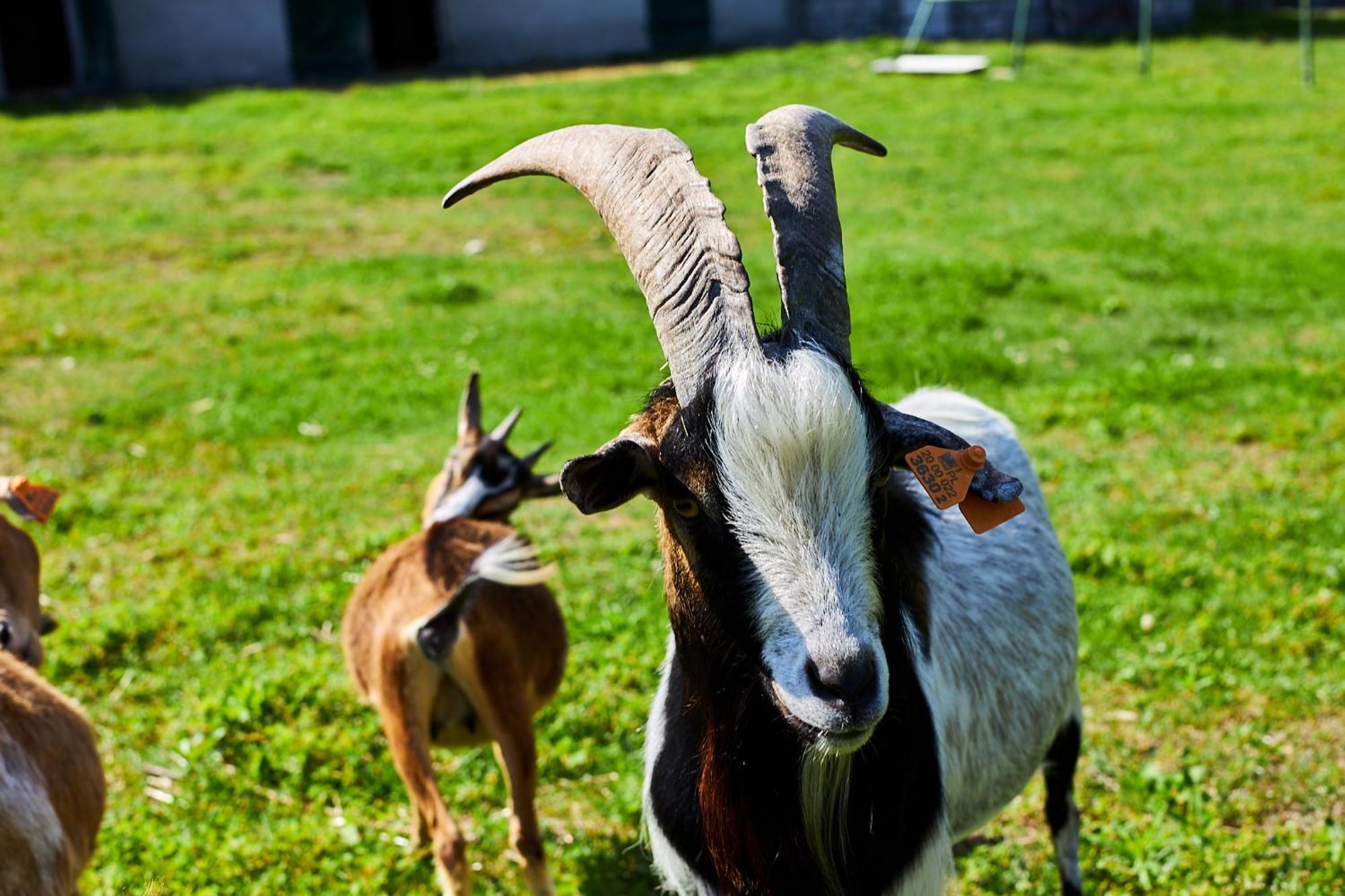 Roztocze-Pensjonat Pod Sosnami Gorniki Экстерьер фото